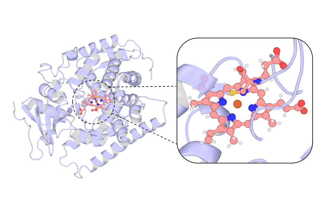 Overall structure of 4ZF6 showing the heme site: the Fe ion coordinated by four porphyrin nitrogen atoms and the proximal cysteine
