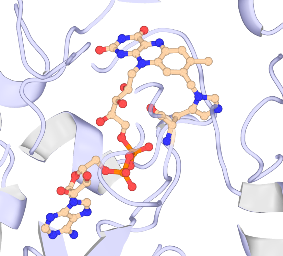 Ball-and-stick render of the capped HF1 residue running diagonally across the frame: backbone caps and the large histidine-FAD sidechain