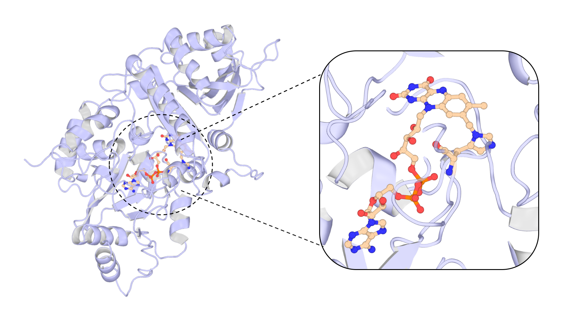 Overall structure of MaDA (PDB ID 6JQH) showing the covalent linkage between the histidine residue and the FAD cofactor